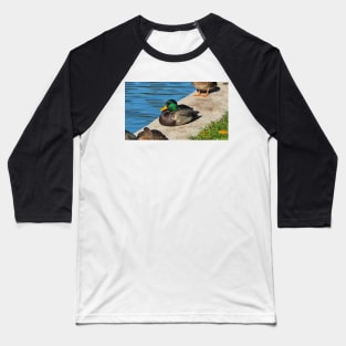 Male Mallard Duck Resting By The Pond Baseball T-Shirt